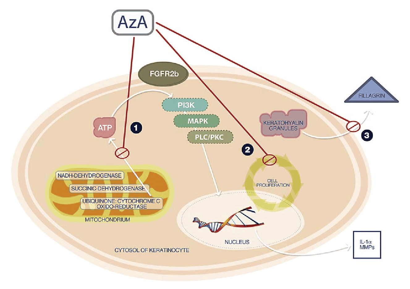 Azelaic Acid FTT Skin Clinics